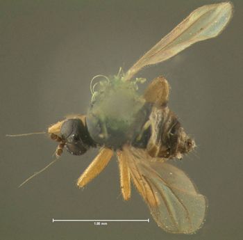 Media type: image;   Entomology 1164 Aspect: habitus dorsal view
